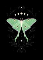 Illustration of high detailed moon moth and moon cycle vector