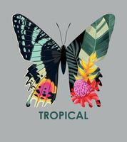 Illustration of high detailed tropical butterfly isolated on neutral background vector