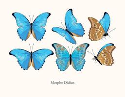 Morpho butterfly art in several different views and poses vector