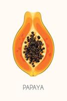 Illustration of high detailed papaya fruit on white background vector