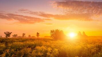 Sunrise on a field covered with wild flowers in summer season with fog and trees with a cloudy sky. photo