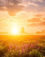 Sunrise on a field covered with flowering lupines in spring or early summer season with fog, cloudy sky and trees. photo