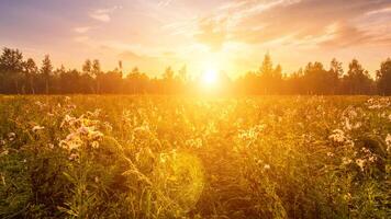 Sunrise on a field covered with wild flowers in summer season with fog and trees with a cloudy sky. photo