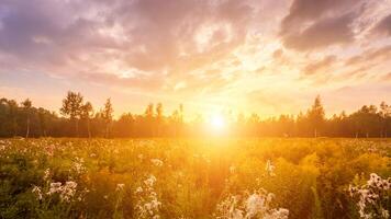 Sunrise on a field covered with wild flowers in summer season with fog and trees with a cloudy sky. photo