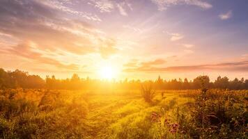 amanecer en un campo cubierto con salvaje flores en verano temporada con niebla y arboles con un nublado cielo. foto