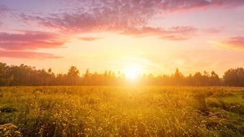 Sunrise on a field covered with wild flowers in summer season with fog and trees with a cloudy sky. photo