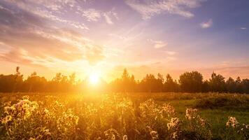 Sunrise on a field covered with wild flowers in summer season with fog and trees with a cloudy sky. photo