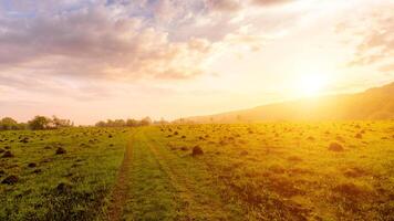 Sunset or dawn in a field with green grass and willows in the background. Early summer or spring. photo