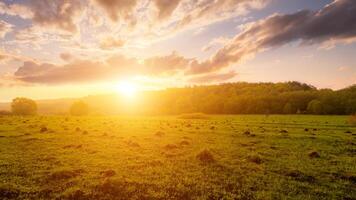 Sunset or dawn in a field with green grass and willows in the background. Early summer or spring. photo