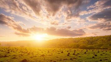 Sunset or dawn in a field with green grass and willows in the background. Early summer or spring. photo