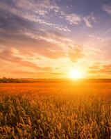 Scene of sunset on the field with young rye or wheat in the summer with a cloudy sky background. photo