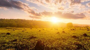 Sunset or dawn in a field with green grass and willows in the background. Early summer or spring. photo