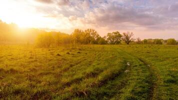 Sunset or dawn in a field with green grass and willows in the background. Early summer or spring. photo