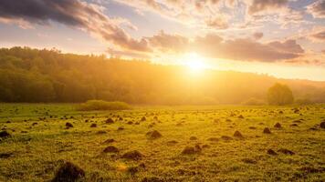 Sunset or dawn in a field with green grass and willows in the background. Early summer or spring. photo