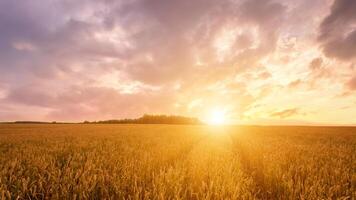 Scene of sunset on the field with young rye or wheat in the summer with a cloudy sky background. photo