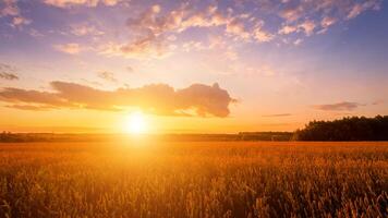 Scene of sunset on the field with young rye or wheat in the summer with a cloudy sky background. photo