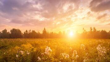 Sunrise on a field covered with wild flowers in summer season with fog and trees with a cloudy sky. photo