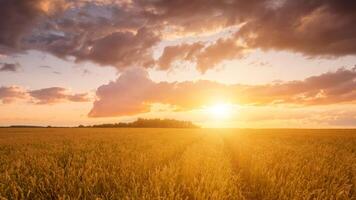 Scene of sunset on the field with young rye or wheat in the summer with a cloudy sky background. photo