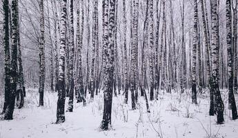 Birch grove after a snowfall on a winter day. Birch branches covered with snow. Vintage film aesthetic. photo