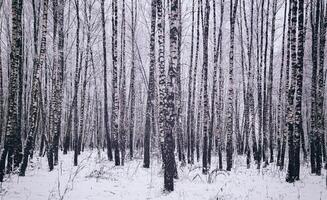 Birch grove after a snowfall on a winter day. Birch branches covered with snow. Vintage film aesthetic. photo