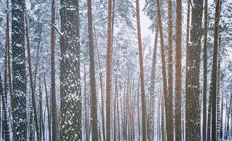 nevada en un pino bosque en un invierno nublado día. pino bañador cubierto con nieve. Clásico película estético. foto