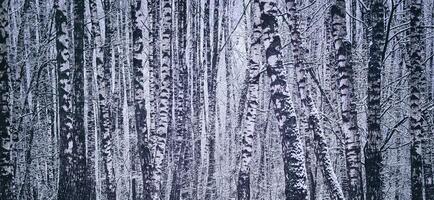abedul arboleda después un nevada en un invierno día. abedul ramas cubierto con nieve. Clásico película estético. foto
