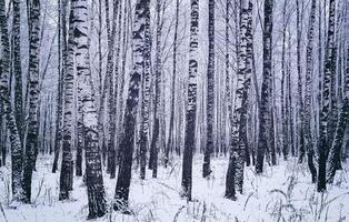 Birch grove after a snowfall on a winter day. Birch branches covered with snow. Vintage film aesthetic. photo