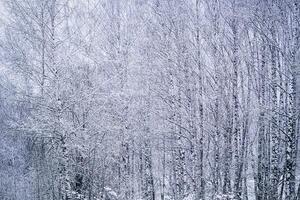 Birch grove after a snowfall on a winter day. Birch branches covered with snow. Vintage film aesthetic. photo