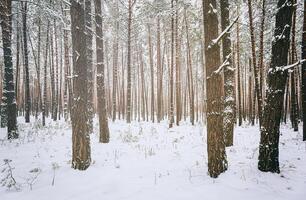 Snowfall in a pine forest on a winter cloudy day. Pine trunks covered with snow. Vintage film aesthetic. photo