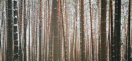 nevada en un pino bosque en un invierno nublado día. pino bañador cubierto con nieve. Clásico película estético. foto