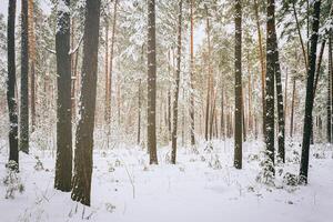 nevada en un pino bosque en un invierno nublado día. pino bañador cubierto con nieve. Clásico película estético. foto