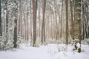 Snowfall in a pine forest on a winter cloudy day. Pine trunks covered with snow. Vintage film aesthetic. photo