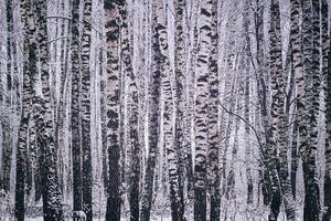 abedul arboleda después un nevada en un invierno día. abedul ramas cubierto con nieve. Clásico película estético. foto