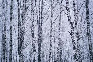 Birch grove after a snowfall on a winter day. Birch branches covered with snow. Vintage film aesthetic. photo