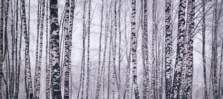 Birch grove after a snowfall on a winter day. Birch branches covered with snow. Vintage film aesthetic. photo