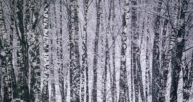 abedul arboleda después un nevada en un invierno día. abedul ramas cubierto con nieve. Clásico película estético. foto