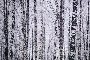 Birch grove after a snowfall on a winter day. Birch branches covered with snow. Vintage film aesthetic. photo