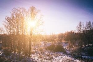 Sunrise or sunset in a winter field with trees and grass covered with frost and snow. Vintage film aesthetic. photo