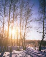 Sunset or sunrise in a birch grove with winter snow. Rows of birch trunks with the sun's rays. Vintage film aesthetic. photo