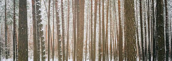 nevada en un pino bosque en un invierno nublado día. pino bañador cubierto con nieve. Clásico película estético. foto