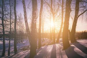 Sunset or sunrise in a birch grove with winter snow. Rows of birch trunks with the sun's rays. Vintage film aesthetic. photo