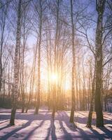 Sunset or sunrise in a birch grove with winter snow. Rows of birch trunks with the sun's rays. Vintage film aesthetic. photo