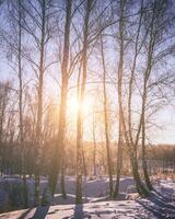 puesta de sol o amanecer en un abedul arboleda con invierno nieve. filas de abedul bañador con el del sol rayos Clásico película estético. foto