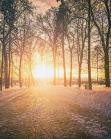 Sunset or dawn in a winter city park with trees, benches and sidewalks covered with snow and ice. Vintage film aesthetic. photo