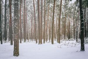 nevada en un pino bosque en un invierno nublado día. pino bañador cubierto con nieve. Clásico película estético. foto