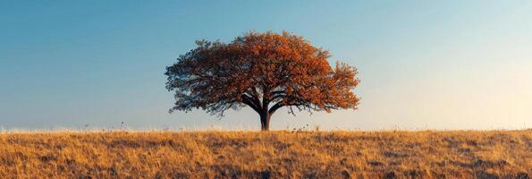 un soltero árbol en un campo debajo un claro azul cielo foto