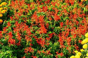 Colorful flower bed with blooming decorative flowers. photo