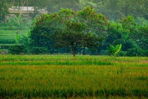 Tree on the Rice Field photo