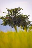 Tree On The Rice Field photo