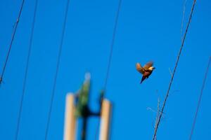 Flying to Power Line photo